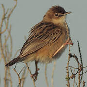 Zitting Cisticola