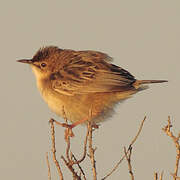 Zitting Cisticola