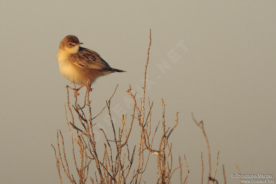 Zitting Cisticola