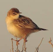 Zitting Cisticola