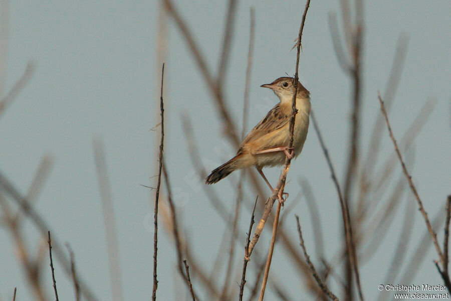 Zitting Cisticola