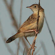 Zitting Cisticola