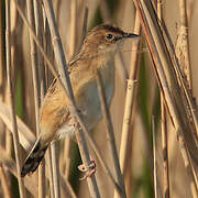 Zitting Cisticola