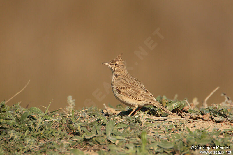 Cochevis huppé