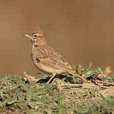 Cochevis huppé