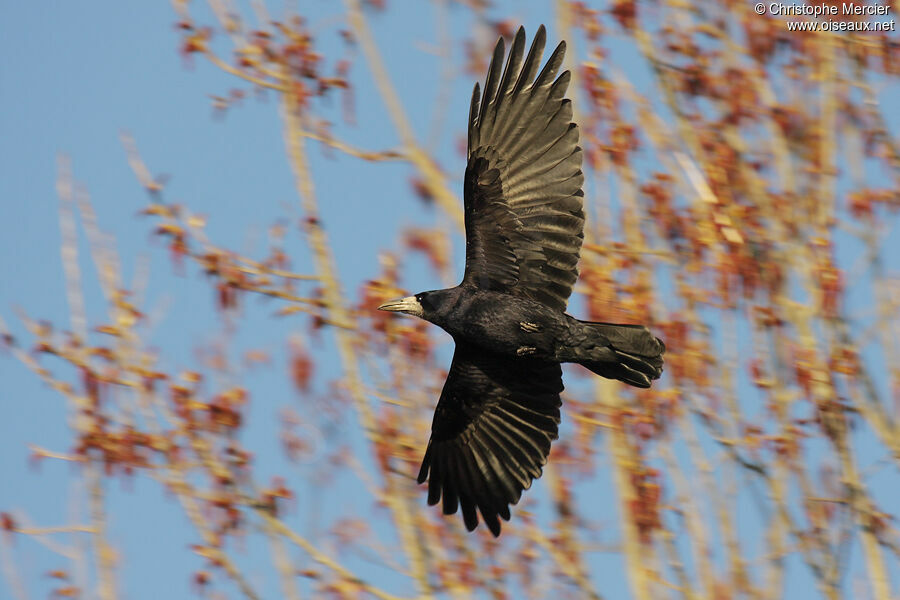 Corbeau freux