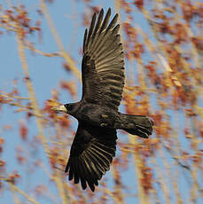 Corbeau freux