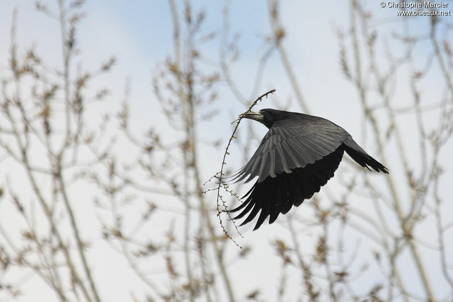 Corbeau freux