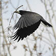 Corbeau freux