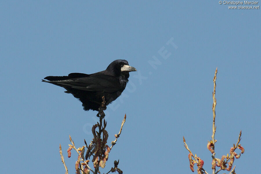 Corbeau freux