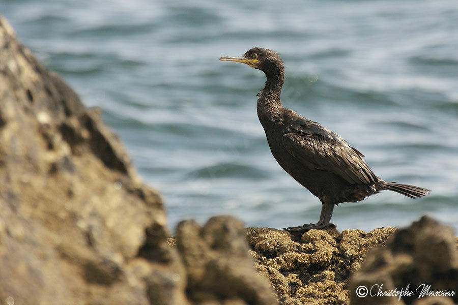 European Shag