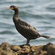 European Shag