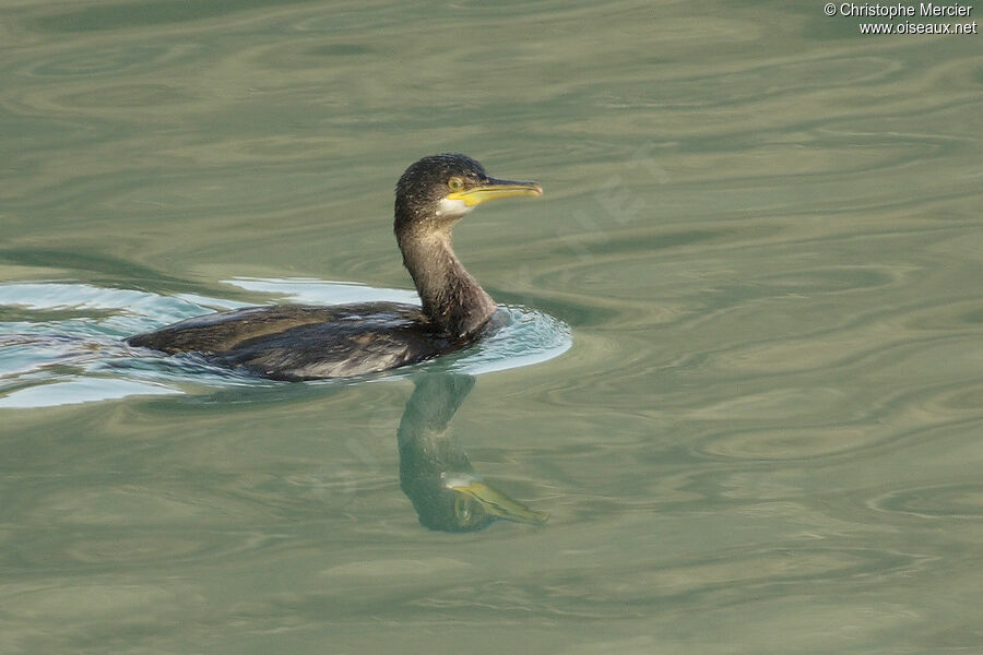 European Shag