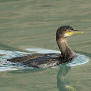 European Shag