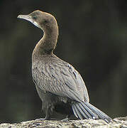 Pygmy Cormorant