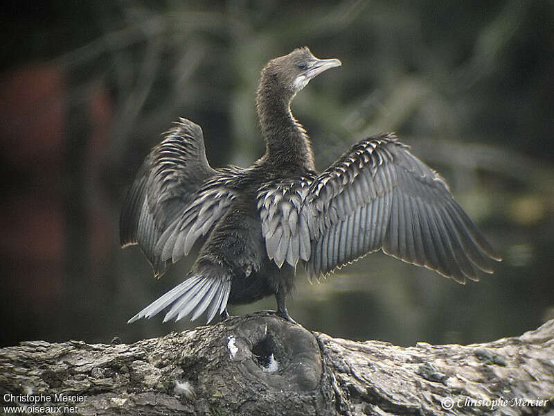 Pygmy CormorantFirst year, aspect, pigmentation