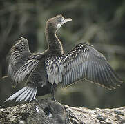 Pygmy Cormorant