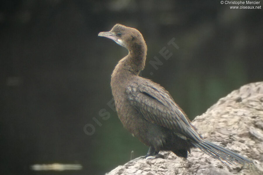 Pygmy Cormorant