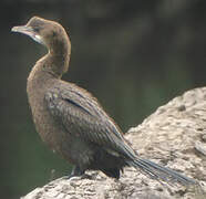 Pygmy Cormorant