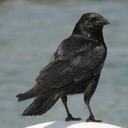 Carrion Crow