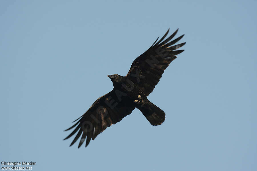 Carrion Crowadult, Flight