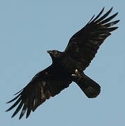 Carrion Crow