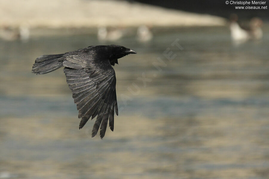 Carrion Crow