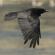 Carrion Crow