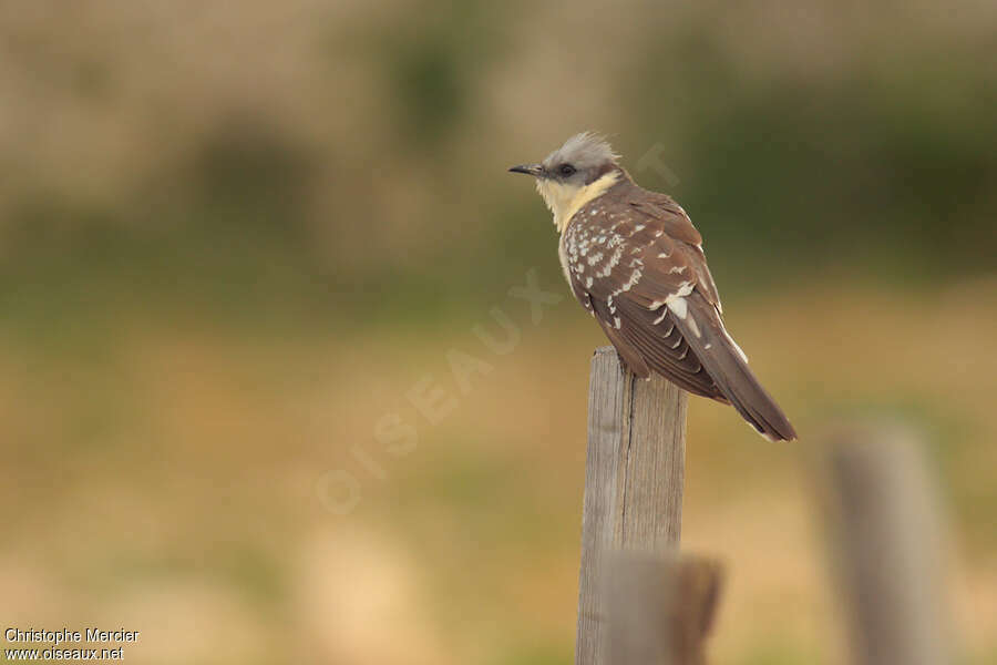 Coucou geaiadulte, identification