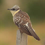 Great Spotted Cuckoo