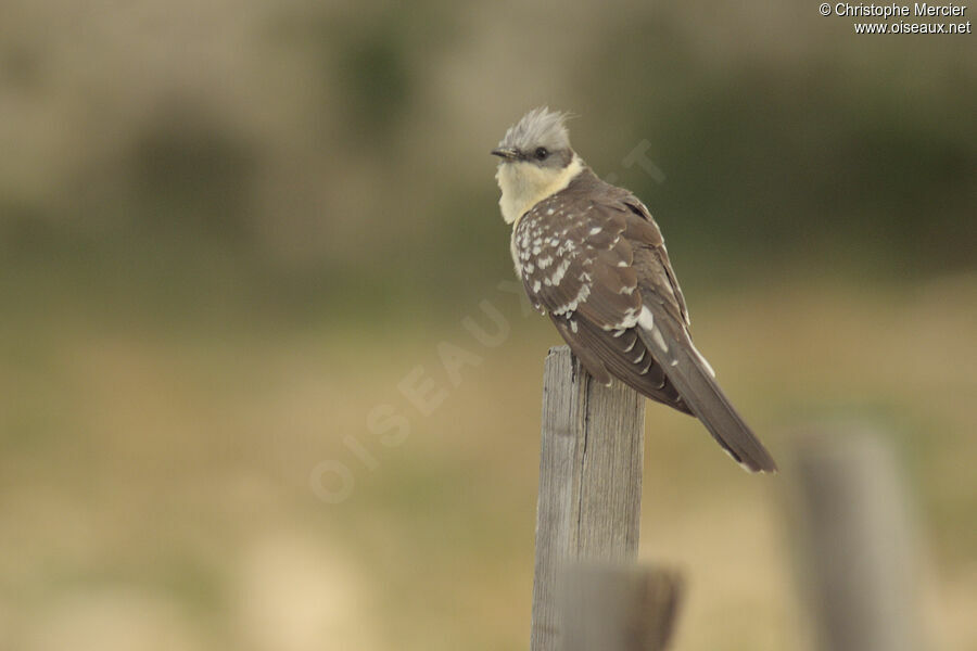 Great Spotted Cuckoo