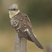 Great Spotted Cuckoo