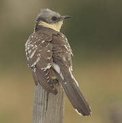 Great Spotted Cuckoo