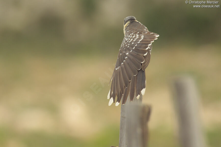 Great Spotted Cuckoo