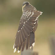 Great Spotted Cuckoo