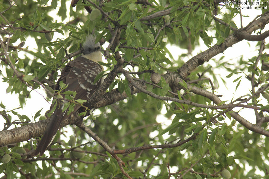 Great Spotted Cuckoo