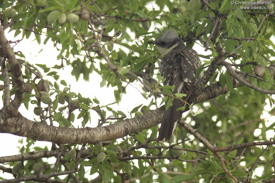 Great Spotted Cuckoo