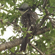 Great Spotted Cuckoo