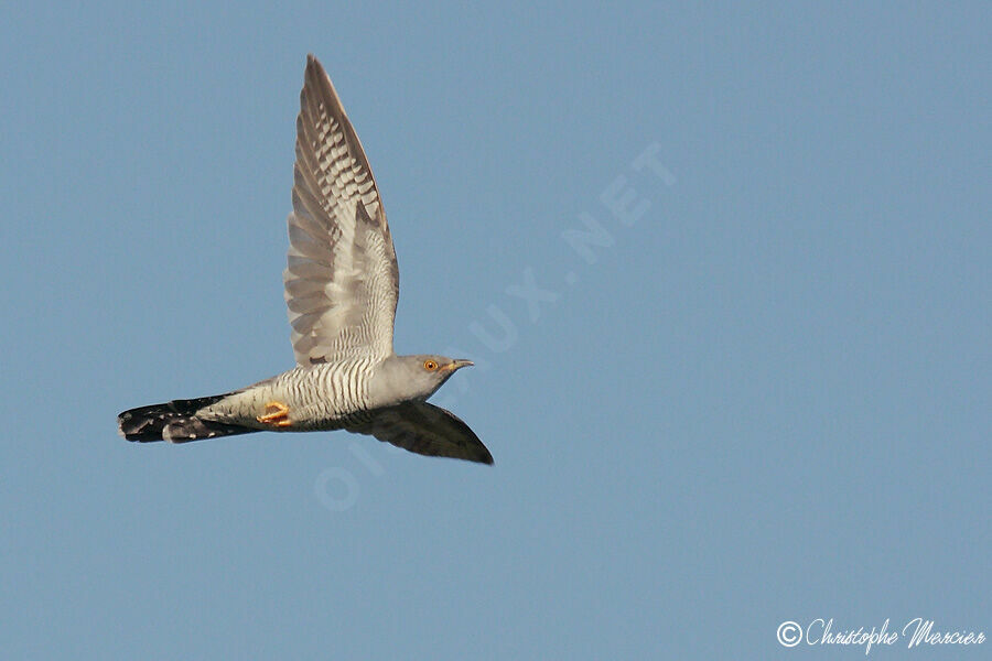 Common Cuckoo