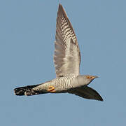 Common Cuckoo