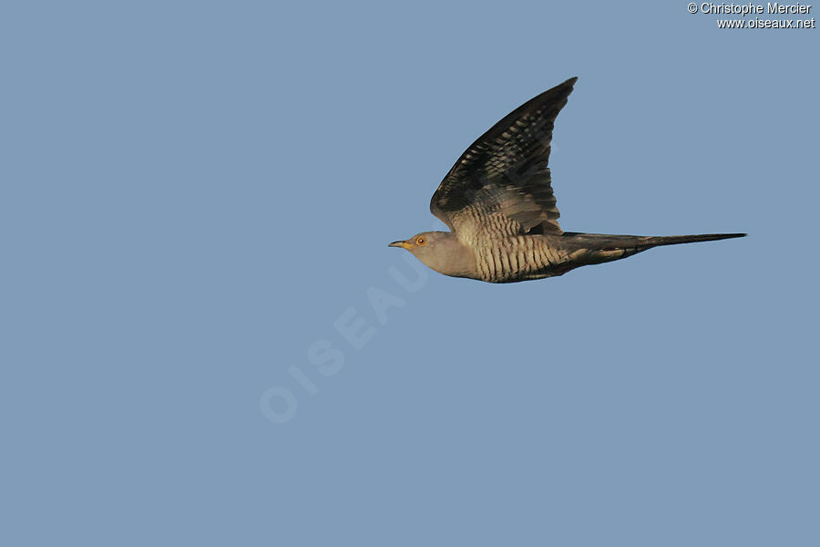 Common Cuckoo