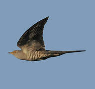 Common Cuckoo