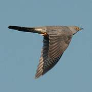 Common Cuckoo