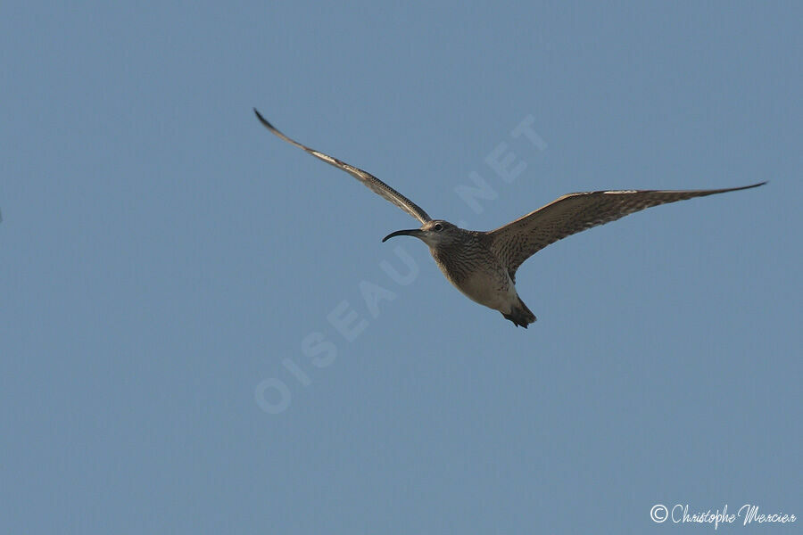 Eurasian Whimbrel