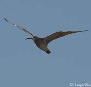 Eurasian Whimbrel