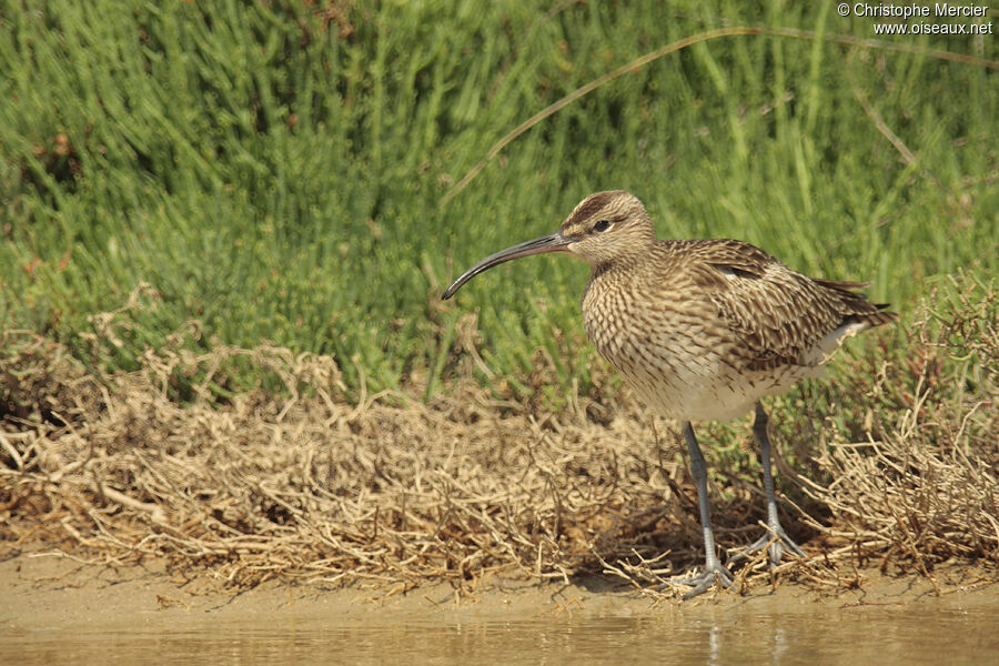 Eurasian Whimbrel