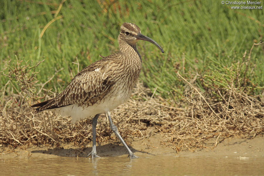 Eurasian Whimbrel