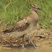 Whimbrel