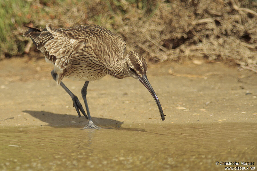 Eurasian Whimbrel