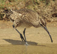 Eurasian Whimbrel